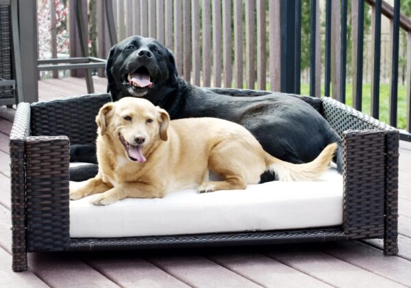 Medium Rattan Rectangular Dog Sofa