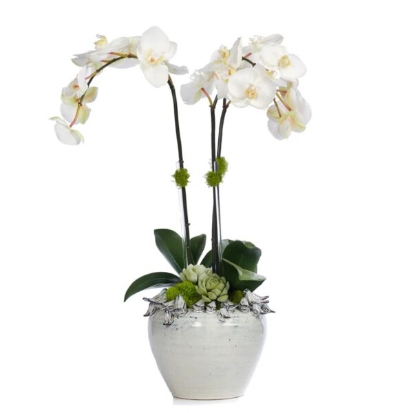 Orchids Arrangement in Pot